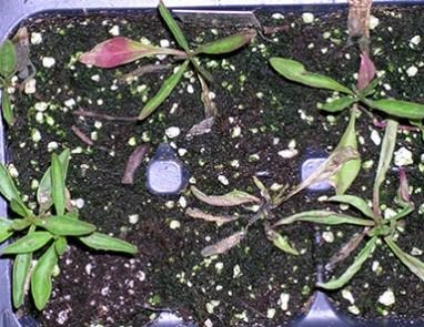 P Is For Pythium Root Rot On Ornamentals